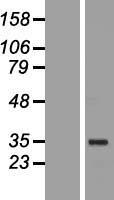 ls005460 oct4 pou5f1 human over expression lysates nm 203289 wb testing 2