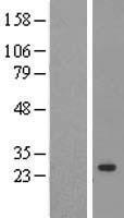 ls005480 ppic human over expression lysates nm 000943 wb testing 1