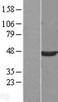 ls005494 ppm1a human over expression lysates nm 021003 wb testing 1