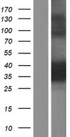 ls005494 ppm1a human over expression lysates nm 177951 wb testing 2