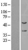 ls005498 ppox human over expression lysates nm 000309 wb testing 1