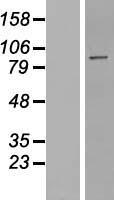 PPP1R10 Human Over-expression Lysates NM_002714