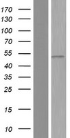 ls005520 ppp2r2a human over expression lysates nm 001177591 wb testing 1