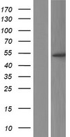 ls005521 ppp2r2b human over expression lysates nm 181674 wb testing 3