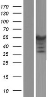 ls005521 ppp2r2b human over expression lysates nm 181676 wb testing 6