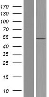 ls005521 ppp2r2b human over expression lysates nm 181677 wb testing 7