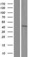 PPP2R4 (PTPA) Human Over-expression Lysates NM_178001
