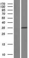 ls005524 ppp2r4 ptpa human over expression lysates nm 178003 wb testing 4