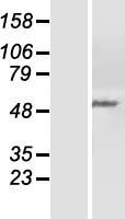 ls005527 ppp2r5c human over expression lysates nm 178588 wb testing 2