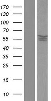 PPP2R5D Human Over-expression Lysates NM_180977