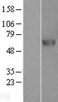 PRCP Human Over-expression Lysates NM_199418