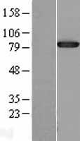 Prolyl Endopeptidase (PREP) Human Over-expression Lysates NM_002726