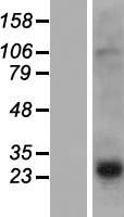 ls005555 prh2 human over expression lysates nm 005042 wb testing 1