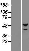 ls005557 prim1 human over expression lysates nm 000946 wb testing 1