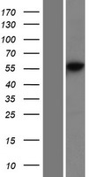 ls005558 dna primase prim2 human over expression lysates nm 000947 wb testing 1