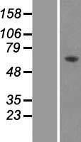 AMPK alpha 2 (PRKAA2) Human Over-expression Lysates NM_006252