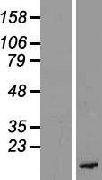 ls005570 pkib human over expression lysates nm 032471 wb testing 3
