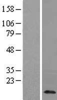ls005570 pkib human over expression lysates nm 181795 wb testing 1