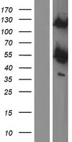 ls005575 prkar1b human over expression lysates nm 001164760 wb testing 5