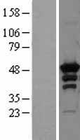 PKA R2 (PRKAR2A) Human Over-expression Lysates NM_004157
