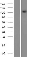 PKN1 Human Over-expression Lysates NM_002741