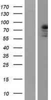 ls005588 pkc theta prkcq human over expression lysates nm 006257 wb testing 1