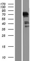 MAPK4 Human Over-expression Lysates NM_002747
