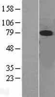 ERK5 (MAPK7) Human Over-expression Lysates NM_139032