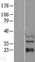 ls005600 mapk11 human over expression lysates nm 002751 wb testing 1