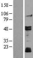ls005602 jnk3 mapk10 human over expression lysates nm 138982 wb testing 2