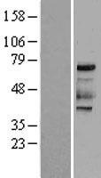 PKR (EIF2AK2) Human Over-expression Lysates NM_002759