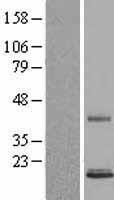 Persephin (PSPN) Human Over-expression Lysates NM_004158