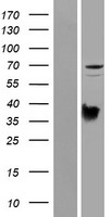 PRODH Human Over-expression Lysates NM_016335