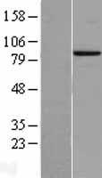 PROX1 Human Over-expression Lysates NM_002763