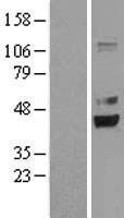 PRPSAP2 Human Over-expression Lysates NM_002767
