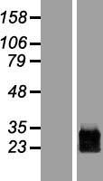 ls005638 prrg1 human over expression lysates nm 000950 wb testing 1