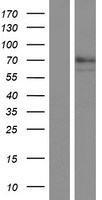 Quiescin Q6 (QSOX1) Human Over-expression Lysates NM_001004128