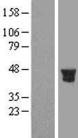 PTPN7 Human Over-expression Lysates NM_080588