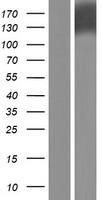 SAP1 (PTPRH) Human Over-expression Lysates NM_002842