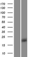 ls006009 rheb human over expression lysates nm 005614 wb testing 1