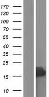 ls006181 rplp2 human over expression lysates nm 001004 wb testing 1