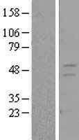 Retinoid X Receptor gamma (RXRG) Human Over-expression Lysates NM_006917