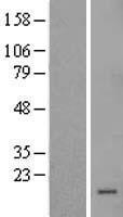 ls006590 slpi human over expression lysates nm 003064 wb testing 1