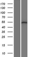 SRMS Human Over-expression Lysates NM_080823