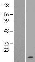 Somatostatin (SST) Human Over-expression Lysates NM_001048
