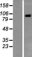 ls006773 stat2 human over expression lysates nm 005419 wb testing 1