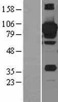 STAT3 Human Over-expression Lysates NM_213662