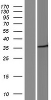 ls006809 syntaxin 3 stx3 human over expression lysates nm 001178040 wb testing 1