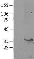ls006809 syntaxin 3 stx3 human over expression lysates nm 004177 wb testing 2