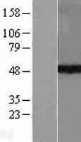 SUV39H1 Human Over-expression Lysates NM_003173